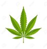 48244413-marihuana-hanf-cannabis-sativa-oder-cannabis-indica-blatt-auf-weißem-hintergrund.jpg