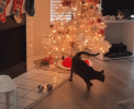 cat pulls over christmas tree.gif
