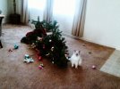 cat vs christmas tree.jpg