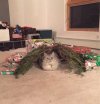 cat and fallen christmas tree.jpg
